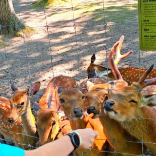 This Michigan Zoo Lets You Feed Animals Along a Forest Trail