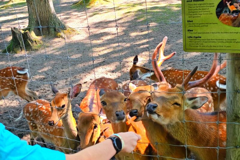This Michigan Zoo Lets You Feed Animals Along a Forest Trail