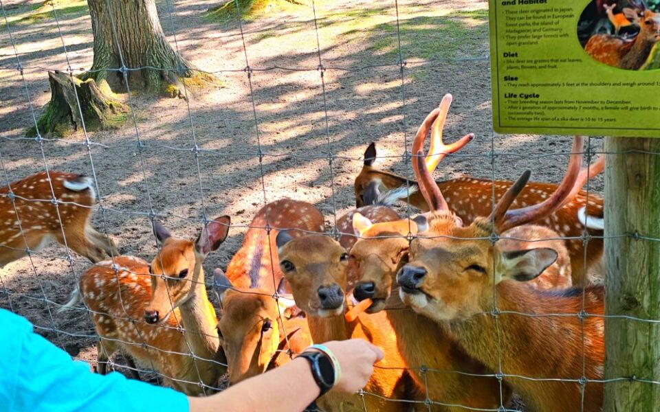This Michigan Zoo Lets You Feed Animals Along a Forest Trail