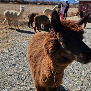 This Nevada Farm Lets Couples Get Married With Alpacas By Their Side