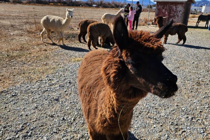 This Nevada Farm Lets Couples Get Married With Alpacas By Their Side