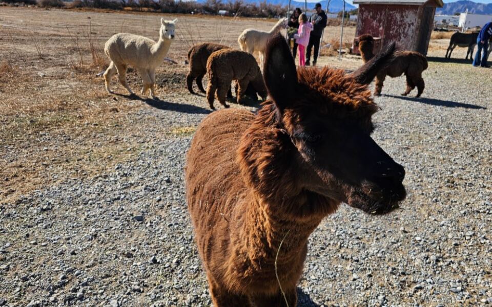 This Nevada Farm Lets Couples Get Married With Alpacas By Their Side