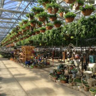 The Huge Illinois Greenhouse Where 70,000 Hanging Baskets Still Sell For Bargain Prices