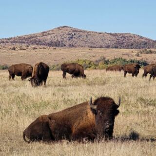Oklahoma’s Free Wichita Mountains Refuge Puts You Among Prairie Dogs, Bison, and Longhorns