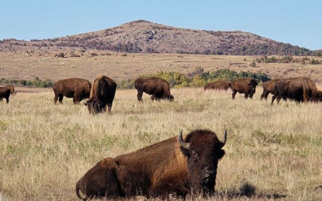 Oklahoma’s Free Wichita Mountains Refuge Puts You Among Prairie Dogs, Bison, and Longhorns
