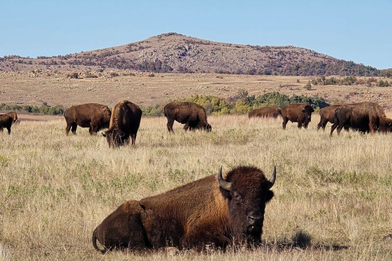 Oklahoma’s Free Wichita Mountains Refuge Puts You Among Prairie Dogs, Bison, and Longhorns