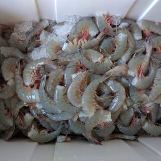 Fresh Off the Shrimp Boat: South Carolina Seafood Markets Where Locals Buy Their Catch