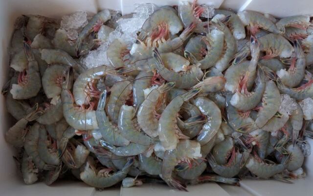 Fresh Off the Shrimp Boat: South Carolina Seafood Markets Where Locals Buy Their Catch