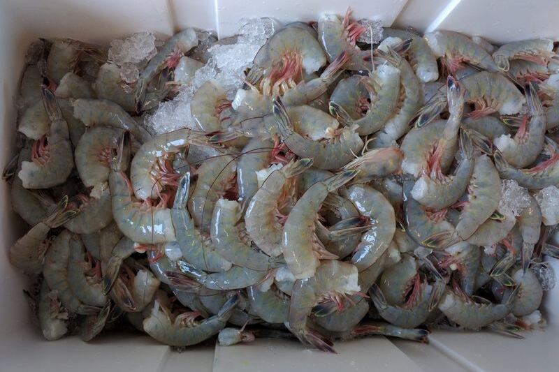 Fresh Off the Shrimp Boat: South Carolina Seafood Markets Where Locals Buy Their Catch