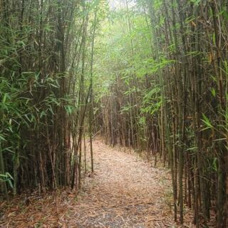 Knoxville Hides a Peaceful Bamboo Forest You Can Explore Without Paying a Dime