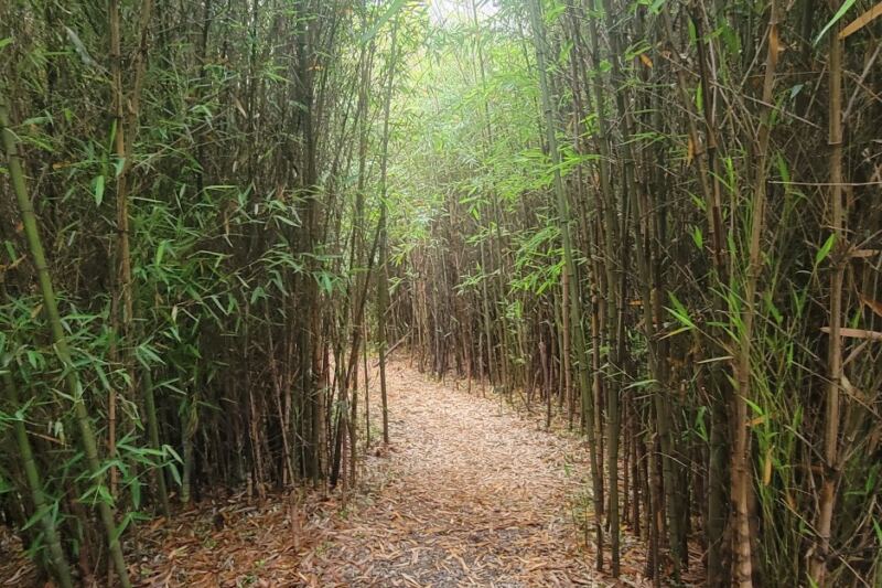 Knoxville Hides a Peaceful Bamboo Forest You Can Explore Without Paying a Dime
