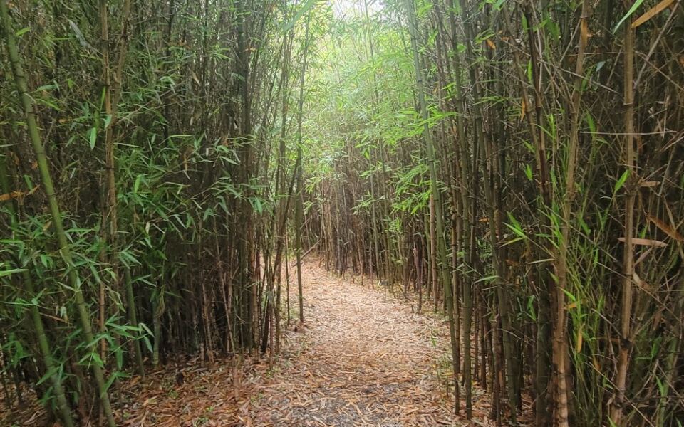 Knoxville Hides a Peaceful Bamboo Forest You Can Explore Without Paying a Dime