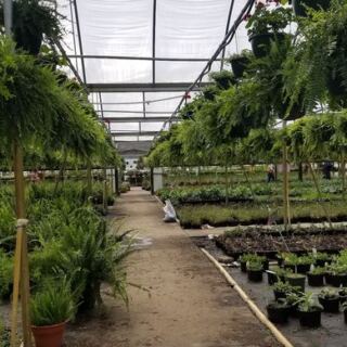 Cash Only and Prices Straight Out of the ’90s Keep Gardeners Flocking to This Huge North Carolina Nursery