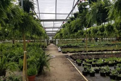 Cash Only and Prices Straight Out of the ’90s Keep Gardeners Flocking to This Huge North Carolina Nursery