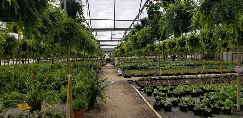 Cash Only and Prices Straight Out of the ’90s Keep Gardeners Flocking to This Huge North Carolina Nursery