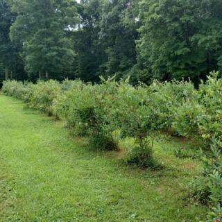 This Family Farm Near Bon Aqua, Tennessee Lets You Pick Blueberries From Towering Bushes
