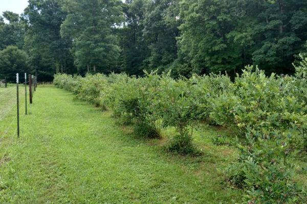 This Family Farm Near Bon Aqua, Tennessee Lets You Pick Blueberries From Towering Bushes
