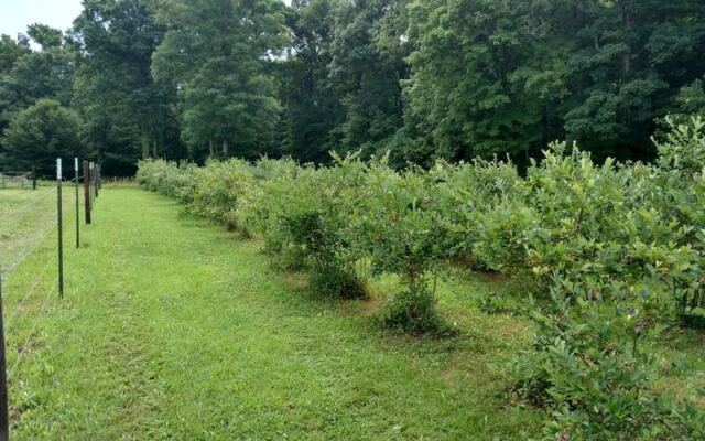 This Family Farm Near Bon Aqua, Tennessee Lets You Pick Blueberries From Towering Bushes