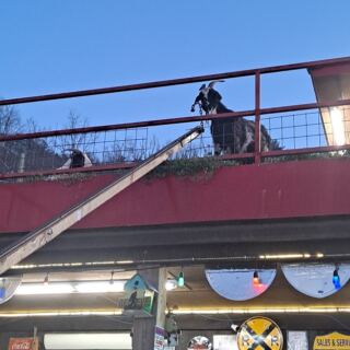 Goats Wander the Roof While You Shop for Fudge at This Quirky Tennessee Country Store