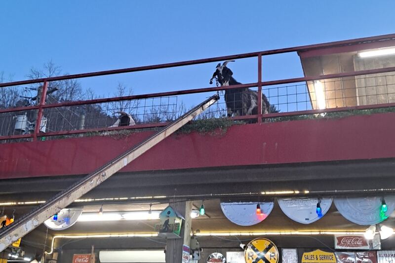 Goats Wander the Roof While You Shop for Fudge at This Quirky Tennessee Country Store