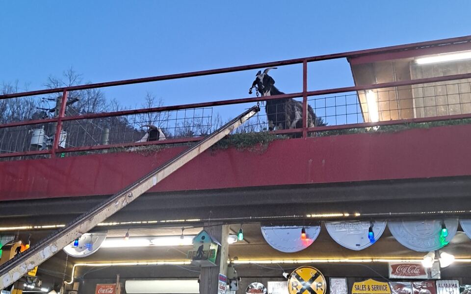 Goats Wander the Roof While You Shop for Fudge at This Quirky Tennessee Country Store