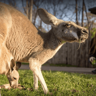 This Nashville Attraction Brings You Face to Face With Wildlife From Around the World
