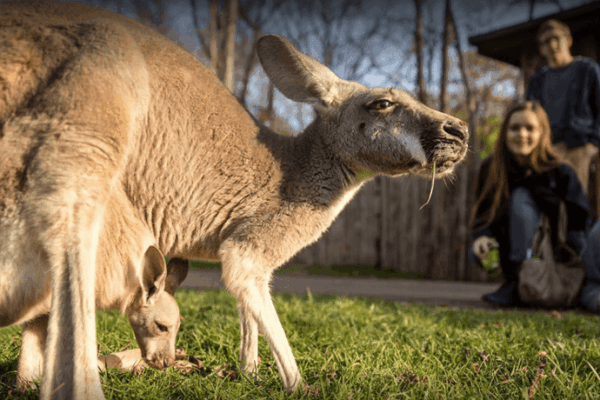 This Nashville Attraction Brings You Face to Face With Wildlife From Around the World