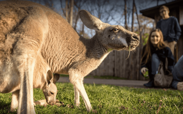 This Nashville Attraction Brings You Face to Face With Wildlife From Around the World
