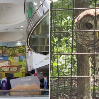 You’ll Find Snowy Owls, Bobcats and Bears Just Feet Away at the EcoTarium in Worcester