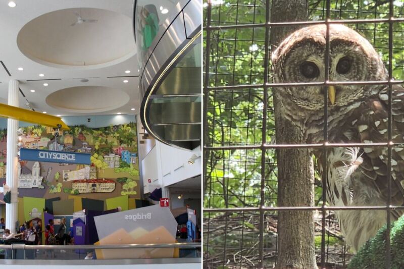 You’ll Find Snowy Owls, Bobcats and Bears Just Feet Away at the EcoTarium in Worcester