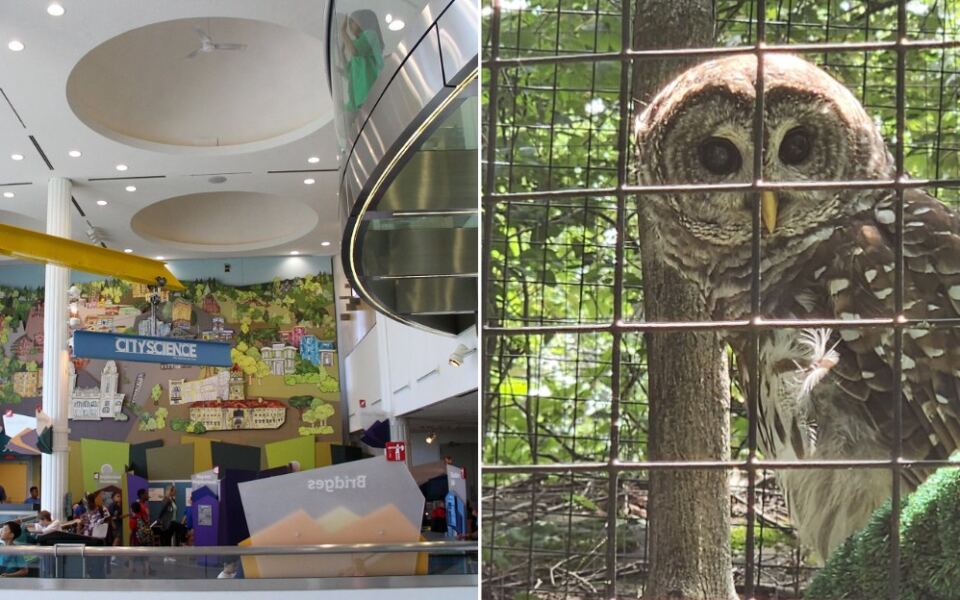 You’ll Find Snowy Owls, Bobcats and Bears Just Feet Away at the EcoTarium in Worcester