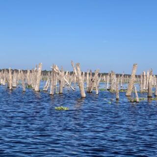 Trophy Bass Swim Over a Sunken Forest and 20 Lost Springs in This North Florida Lake