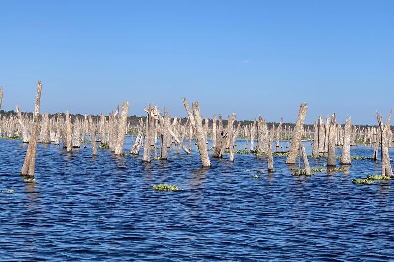 Trophy Bass Swim Over a Sunken Forest and 20 Lost Springs in This North Florida Lake