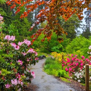 13 Incredible Places in America Where Rhododendrons Steal the Show