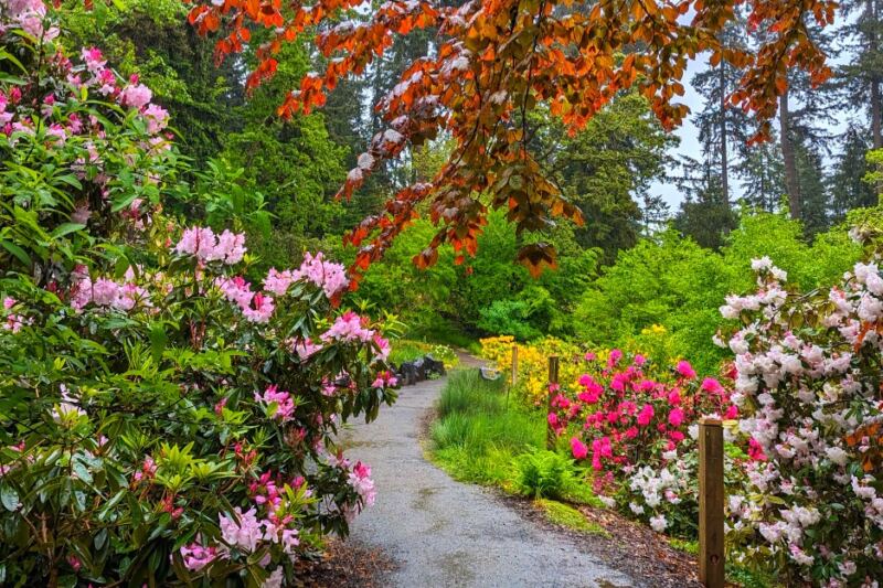 13 Incredible Places in America Where Rhododendrons Steal the Show
