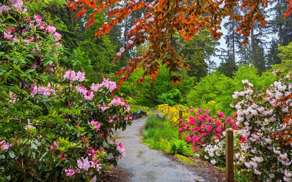 13 Incredible Places in America Where Rhododendrons Steal the Show