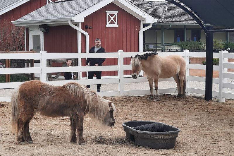 Lambs And Llamas Greet Families At This Free Petting Farm In Wheaton, Illinois