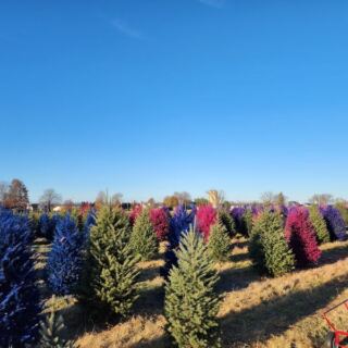 This New Jersey Farm Adds Pink and Blue Trees to Your Christmas Outing