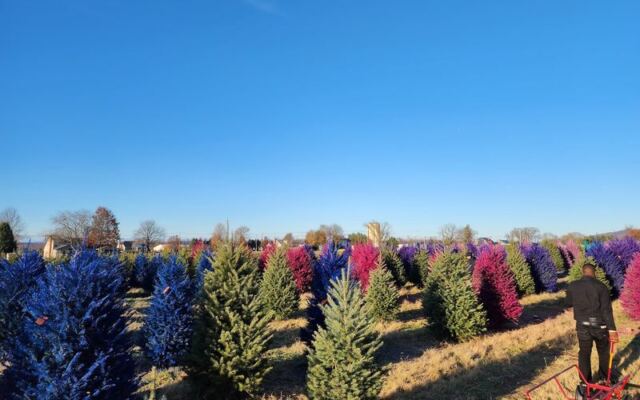 This New Jersey Farm Adds Pink and Blue Trees to Your Christmas Outing