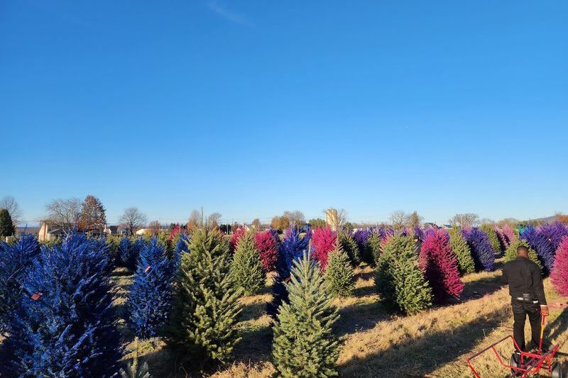 This New Jersey Farm Adds Pink and Blue Trees to Your Christmas Outing