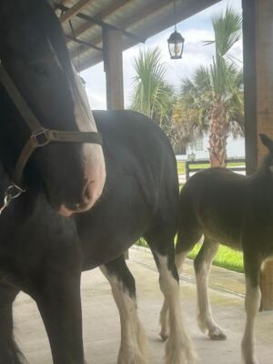 Baby Clydesdales Trot Right Up to the Fence at This Horse Farm Near Dunnellon, Florida