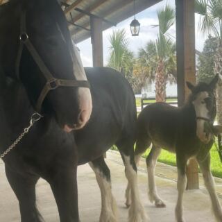 Baby Clydesdales Trot Right Up to the Fence at This Horse Farm Near Dunnellon, Florida