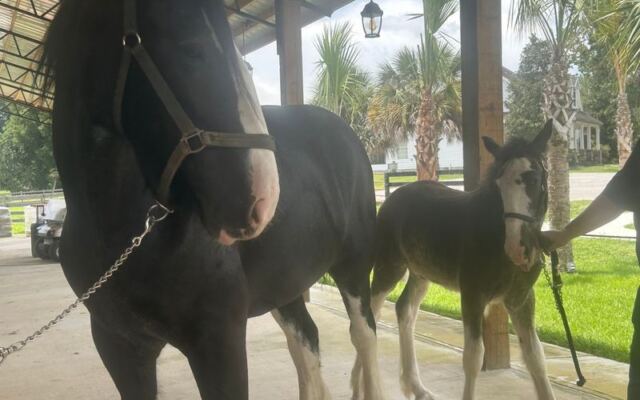 Baby Clydesdales Trot Right Up to the Fence at This Horse Farm Near Dunnellon, Florida