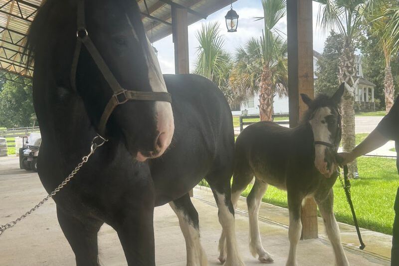 Baby Clydesdales Trot Right Up to the Fence at This Horse Farm Near Dunnellon, Florida