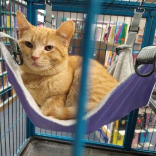 Rescue Cats Curl Up Between The Shelves At This Cozy Illinois Bookstore
