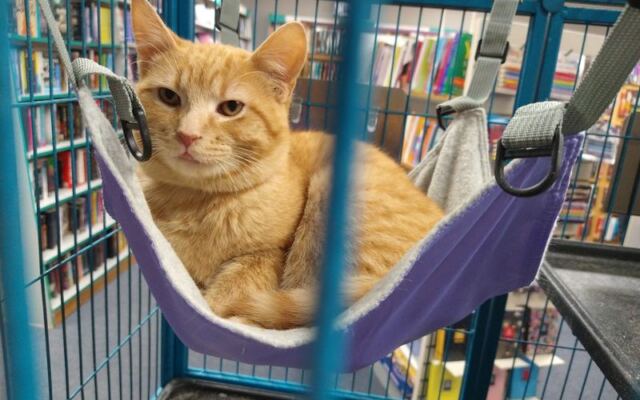 Rescue Cats Curl Up Between The Shelves At This Cozy Illinois Bookstore