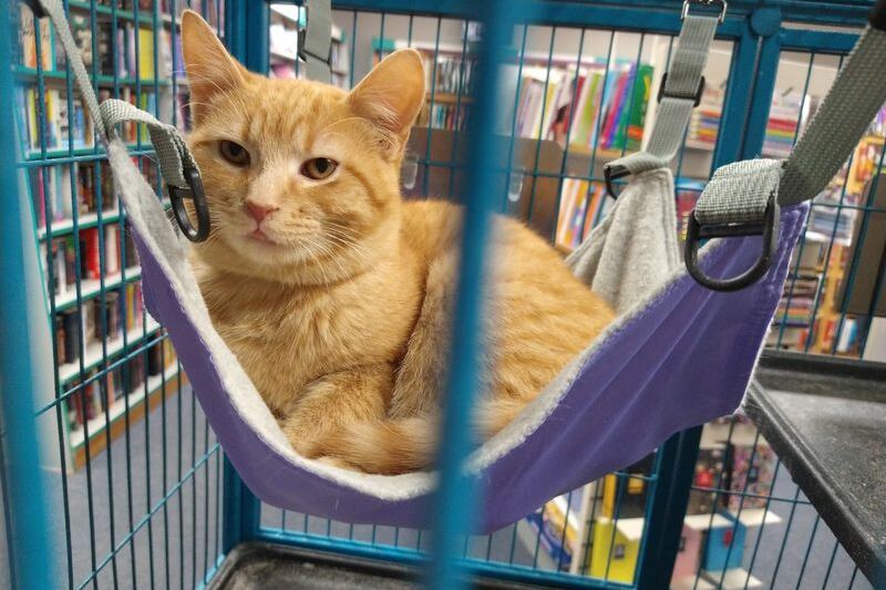Rescue Cats Curl Up Between The Shelves At This Cozy Illinois Bookstore