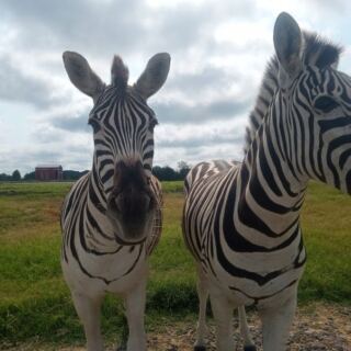 Grab a Wagon and Feed Goats, Camels, and Zebras at This Drive-Through Safari Park Near Nashville, Tennessee