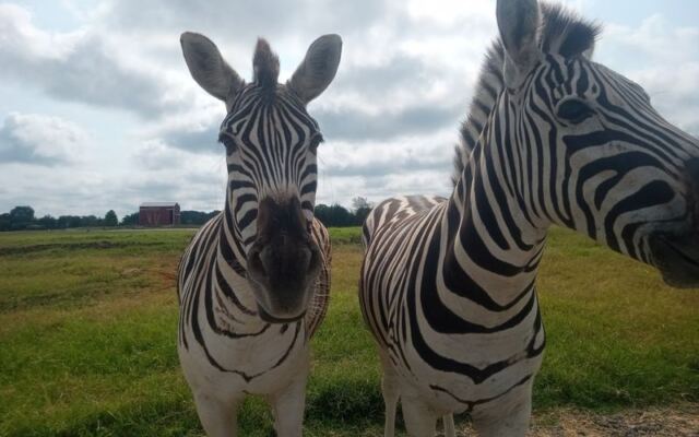 Grab a Wagon and Feed Goats, Camels, and Zebras at This Drive-Through Safari Park Near Nashville, Tennessee