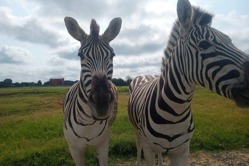 Grab a Wagon and Feed Goats, Camels, and Zebras at This Drive-Through Safari Park Near Nashville, Tennessee